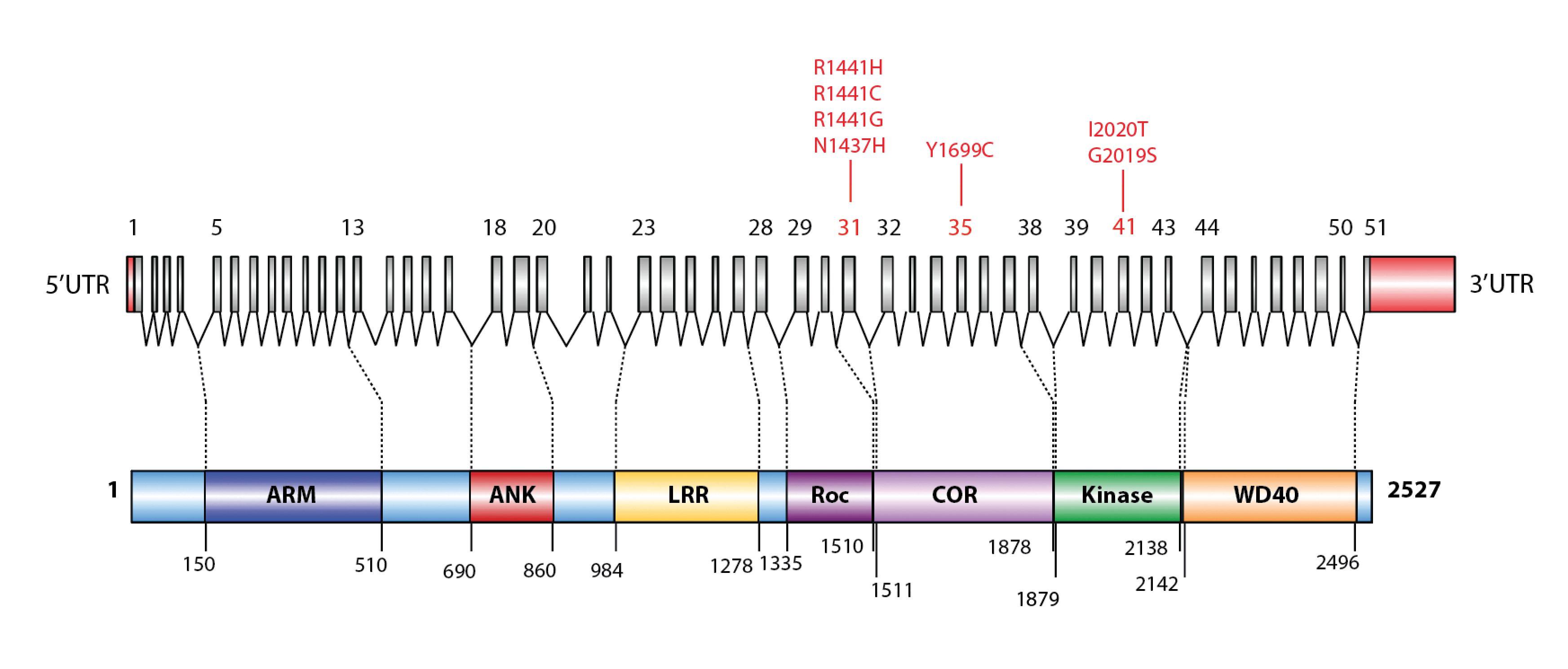 LRRK2 gene ad protein